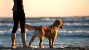 Dog Human Fitness: el entrenamiento que mejora el bienestar y la relación con nuestros amigos de 4 patas
