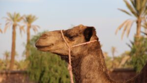 
                                                Road-trip en el desierto de Marruecos, desde Marrakech hasta las Gorges du Dades
                                            
